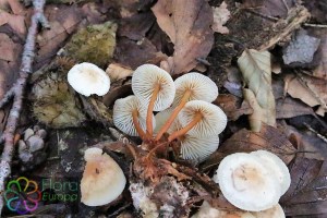 collybia marasmioides (3) (1000 x 667)6.jpg_product_product